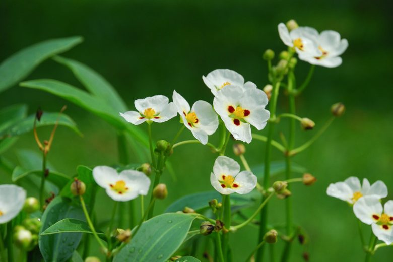 Sagittaria  montevidensis, Giant Arrowhead, Aztec Arrowhead, Pond Plants, Aquatic Plants, White Flowers, Marginal Aquatics