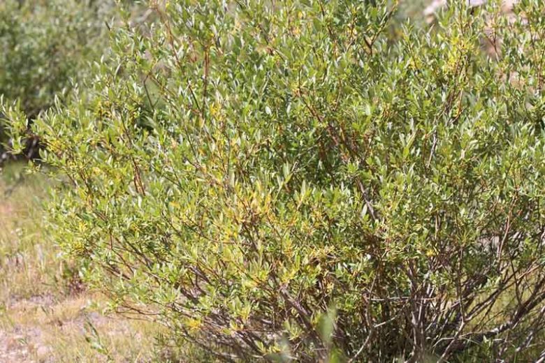 Salix exigua, Coyote Willow, Narrow-leaf Willow, Narrowleaf Willow, Sandbar Willow, Salix argophylla, Salix columbiana,