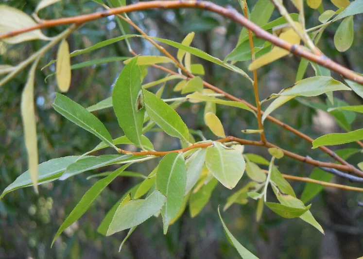 Salix lasiandra, Shining Willow, Salix lucida, Evergreen Shrub, California Native Shrub, Shade Shrub