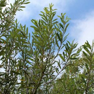 Salix lasiolepis, Arroyo Willow