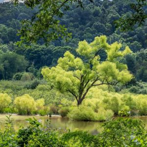 Salix nigra, Black Willow, Gulf Black Willow, Swamp Willow, Sauz, Salix ambigua, Salix denudata, Salix dubia, Salix falcata, Salix flavovirens, Salix ligustrina, Salix ludoviciana,, Deciduous Shrubs,Foliage, Fall color, Winter color,