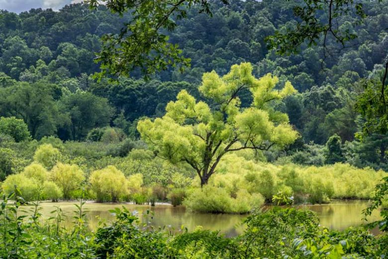 Salix nigra, Black Willow, Gulf Black Willow, Swamp Willow, Sauz, Salix ambigua, Salix denudata, Salix dubia, Salix falcata, Salix flavovirens, Salix ligustrina, Salix ludoviciana,, Deciduous Shrubs,Foliage, Fall color, Winter color,