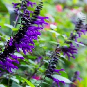 Salvia Amistad, Amistad Sage, Purple Salvia, Purple Sage