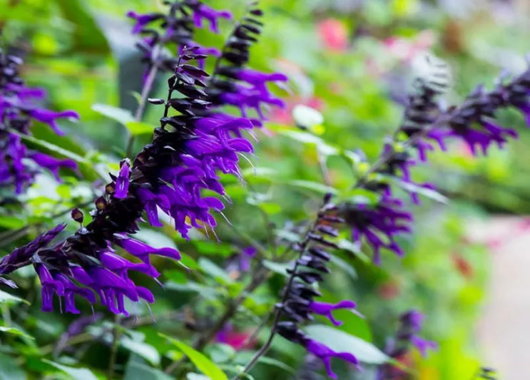 Salvia Amistad, Amistad Sage, Purple Salvia, Purple Sage
