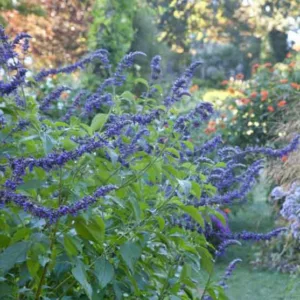 Salvia Indigo Spires, Indigo Spires Sage, Blue perennial, Salvia longispicata, Salvia farinacea, Blue Flowers