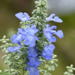 Salvia azurea, Pitcher Sage, Big Blue Sage, Azure Sage, Giant Blue Sage, Blue Sage, Blue perennial, Blue Flowers