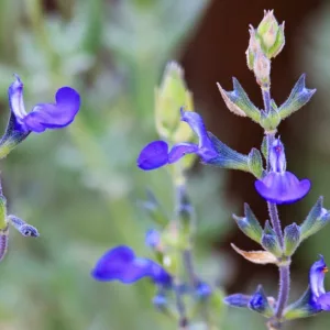 Salvia chamaedryoides, Germander Sage, Mexican Blue Sage, Salvia semiatrata, Blue Sage, Evergreen Sage