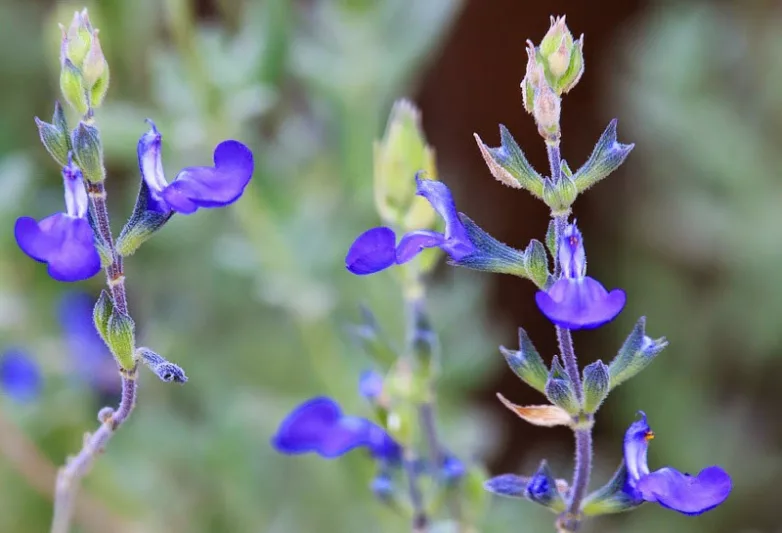 Salvia chamaedryoides, Germander Sage, Mexican Blue Sage, Salvia semiatrata, Blue Sage, Evergreen Sage