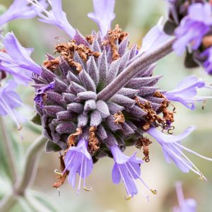 Salvia clevelandii, Fragrant Sage, Blue Sage, Cleveland Sage, Jim Sage, Purple Sage, Native Sage
