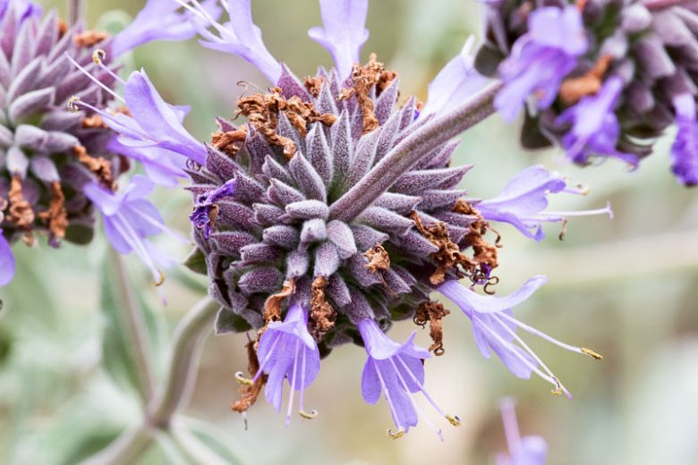 Salvia clevelandii, Fragrant Sage, Blue Sage, Cleveland Sage, Jim Sage, Purple Sage, Native Sage