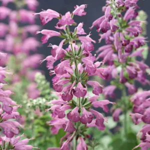 Salvia coccinea 'Summer Jewel Lavender', Scarlet Sage 'Summer Jewel Lavender', Texas sage 'Summer Jewel Lavender', Tropical sage 'Summer Jewel Lavender', Blood sage 'Summer Jewel Lavender', Hummingbird sage 'Summer Jewel Lavender', Summer Jewel Series