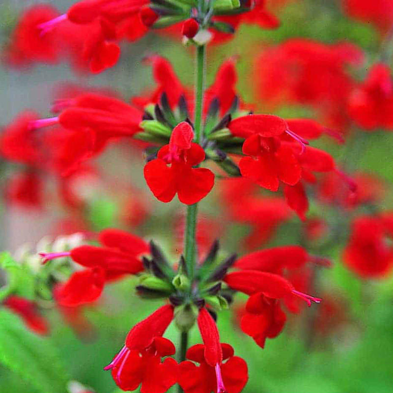 Salvia coccinea 'Summer Jewel Red', Scarlet Sage 'Summer Jewel Red', Texas sage 'Summer Jewel Red', Tropical sage 'Summer Jewel Red', Blood sage 'Summer Jewel Red', Hummingbird sage 'Summer Jewel Red', Summer Jewel Series