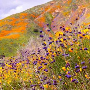 Salvia columbariae, California Sage, Chia Sage, Golden Chia, Desert Chia, Chia