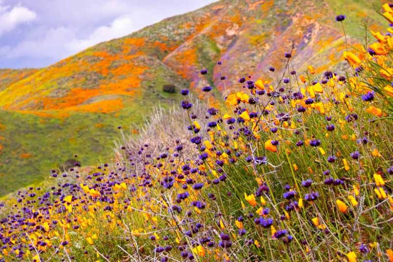 Salvia columbariae, California Sage, Chia Sage, Golden Chia, Desert Chia, Chia