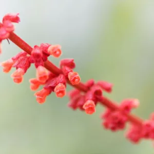 Salvia confertiflora, Sabra Spike Sage, Red Velvet Sage, Red salvia, Red sage