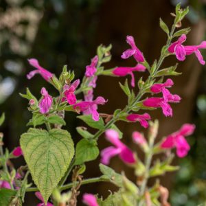 Salvia dorisiana, Fruit Scented Sage, Peach Sage, Red Sage, Native Sage, Fragrant Sage, Evergreen Sage