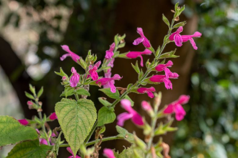 Salvia dorisiana, Fruit Scented Sage, Peach Sage, Red Sage, Native Sage, Fragrant Sage, Evergreen Sage