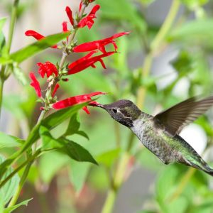 Salvia elegans, Pineapple Sage, Red salvia, Red sage, evergreen salvia, evergreen sage