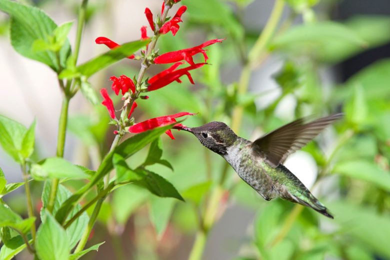 Salvia elegans, Pineapple Sage, Red salvia, Red sage, evergreen salvia, evergreen sage