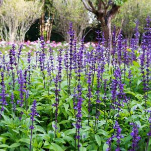 Salvia Farinacea, Mealy Cup Sage, Mealycup Sage, Farinaceous Sage, Blue Salvia, Blue Sage, Salvia earlei, Salvia farinacea var. farinacea, Salvia farinacea var. latifolia