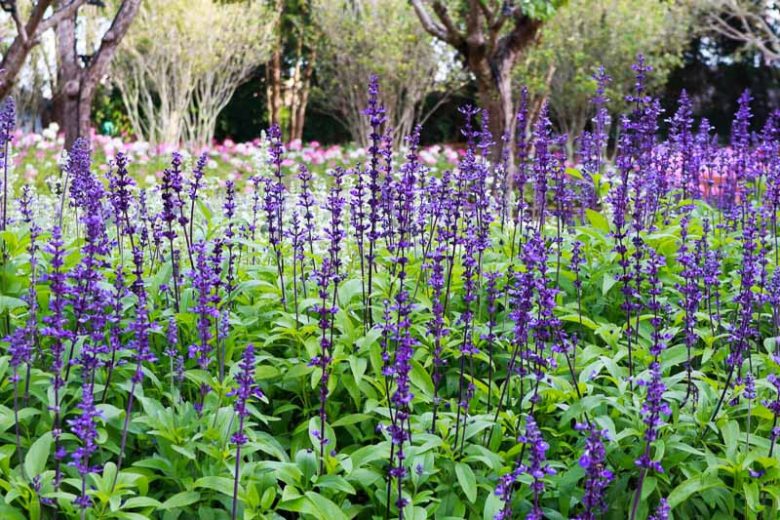 Salvia Farinacea, Mealy Cup Sage, Mealycup Sage, Farinaceous Sage, Blue Salvia, Blue Sage, Salvia earlei, Salvia farinacea var. farinacea, Salvia farinacea var. latifolia