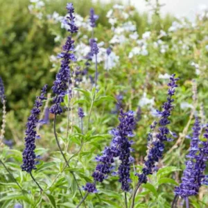 Salvia Farinacea Blue Bedder, Blue Bedder Mealycup Sage, Mealy cup sage Blue Bedder, Salvia Blue Bedder, Blue Salvia, Blue Sage, Blue flowers