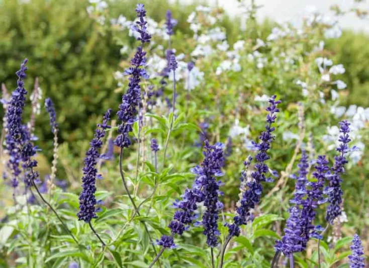 Salvia Farinacea Blue Bedder, Blue Bedder Mealycup Sage, Mealy cup sage Blue Bedder, Salvia Blue Bedder, Blue Salvia, Blue Sage, Blue flowers