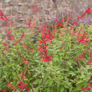 Salvia Salvia fulgens, Mexican Scarlet Sage, Mexican Red Sage, Salvia cardinalis, Red Sage, Red Salvia, Fragrant Sage