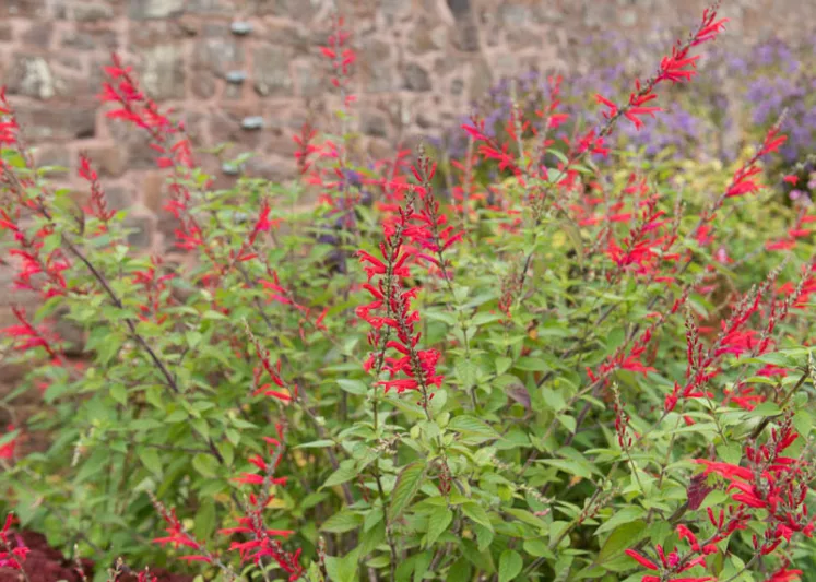 Salvia Salvia fulgens, Mexican Scarlet Sage, Mexican Red Sage, Salvia cardinalis, Red Sage, Red Salvia, Fragrant Sage