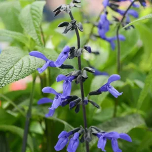 Salvia guaranitica 'Black & Bloom', Anise-Scented Sage 'Black & Bloom', Blue Anise Sage 'Black & Bloom', Brazilian Anise Sage  'Black & Bloom', Blue Sage, Blue Salvia
