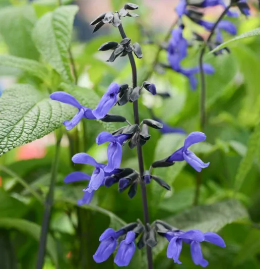 Salvia guaranitica 'Black & Bloom', Anise-Scented Sage 'Black & Bloom', Blue Anise Sage 'Black & Bloom', Brazilian Anise Sage  'Black & Bloom', Blue Sage, Blue Salvia