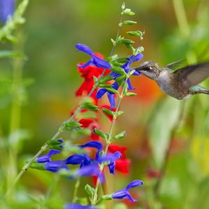 Salvia guaranitica 'Blue Enigma', Anise-Scented Sage 'Blue Enigma', Blue Anise Sage 'Blue Enigma', Brazilian Anise Sage  'Blue Enigma', Salvia ambigens, Blue Sage, Blue Salvia