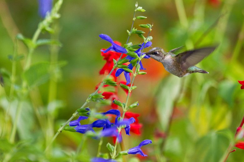 Salvia guaranitica 'Blue Enigma', Anise-Scented Sage 'Blue Enigma', Blue Anise Sage 'Blue Enigma', Brazilian Anise Sage  'Blue Enigma', Salvia ambigens, Blue Sage, Blue Salvia