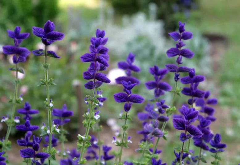 Salvia Horminum 'Blue Denim', Annual Sage 'Blue Denim', Salvia Viridis 'Blue Denim', Annual Clary 'Blue Denim', Blue Sage, Blue Salvia