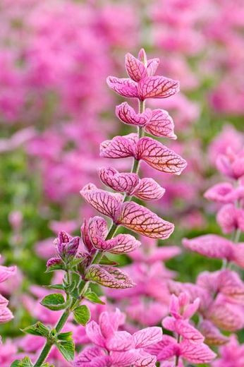 Salvia Horminum 'Pink Sunday', Annual Sage ''Pink Sunday' , Salvia Viridis 'Pink Sunday', Annual Clary 'Pink Sunday'