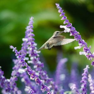 Salvia Leucantha, Mexican Bush Sage, Fall flowering perennial