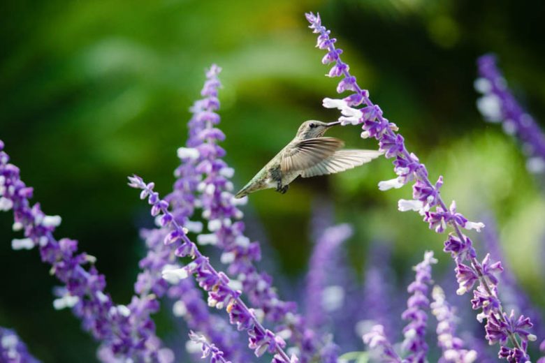 Salvia Leucantha, Mexican Bush Sage, Fall flowering perennial