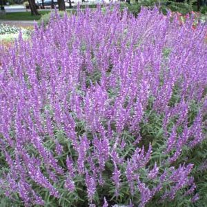 Salvia Leucantha Santa Barbara, Mexican Bush Sage 'Santa Barbara', Mexican Sage 'Santa Barbara', Fall flowering perennial, Purple Flowers