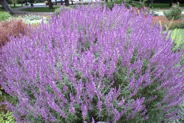 Salvia Leucantha Santa Barbara, Mexican Bush Sage 'Santa Barbara', Mexican Sage 'Santa Barbara', Fall flowering perennial, Purple Flowers