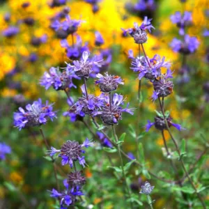 Salvia leucophylla, San Luis Purple Sage, Purple Sage, Native Sage