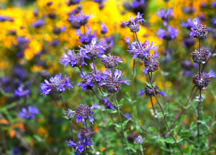 Salvia leucophylla, San Luis Purple Sage, Purple Sage, Native Sage