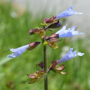 Salvia lyrata, Lyreleaf Sage, Cancer Weed, Lavender Sage, Native Sage