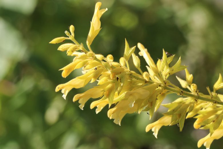 Salvia madrensis, Forsythia Sage, Yellow Sage, Yellow Salvia, Fragrant Sage
