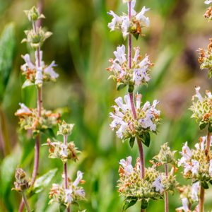 Salvia mellifera, Black Sage, California Black Sage, Honey Sage, White salvia, White Sage, White flowers