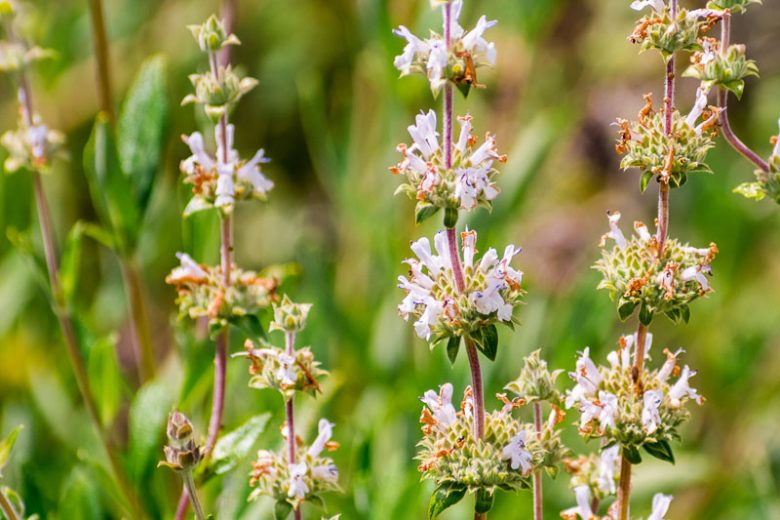 Salvia mellifera, Black Sage, California Black Sage, Honey Sage, White salvia, White Sage, White flowers