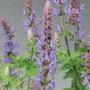 Salvia Nemorosa Bordeau Steel Blue, Salvia Bordeau Steel Blue, Sage Bordeau Steel Blue, Salvia x Superba 'Bordeau Steel Blue'