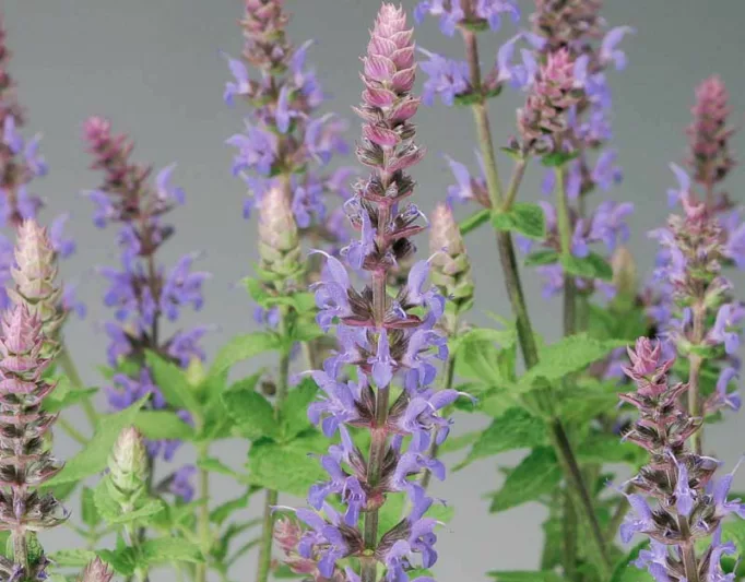 Salvia Nemorosa Bordeau Steel Blue, Salvia Bordeau Steel Blue, Sage Bordeau Steel Blue, Salvia x Superba 'Bordeau Steel Blue'