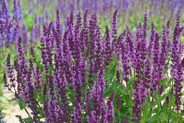 Salvia Nemorosa 'Bumbleberry', Sage 'Bumbleberry', Balkan Clary 'Bumbleberry', Steppe Sage 'Bumbleberry', Blue Sage, Blue Salvia