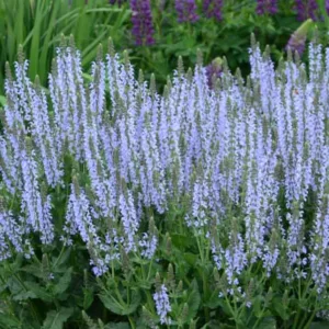 Salvia Nemorosa 'Crystal Blue', Sage 'Crystal Blue', Balkan Clary 'Crystal Blue', Steppe Sage 'Crystal Blue', Salvia Crystal Blue, Blue Salvia, Blue Sage, Blue Flowers