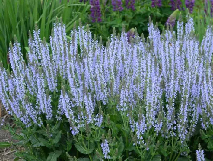 Salvia Nemorosa 'Crystal Blue', Sage 'Crystal Blue', Balkan Clary 'Crystal Blue', Steppe Sage 'Crystal Blue', Salvia Crystal Blue, Blue Salvia, Blue Sage, Blue Flowers